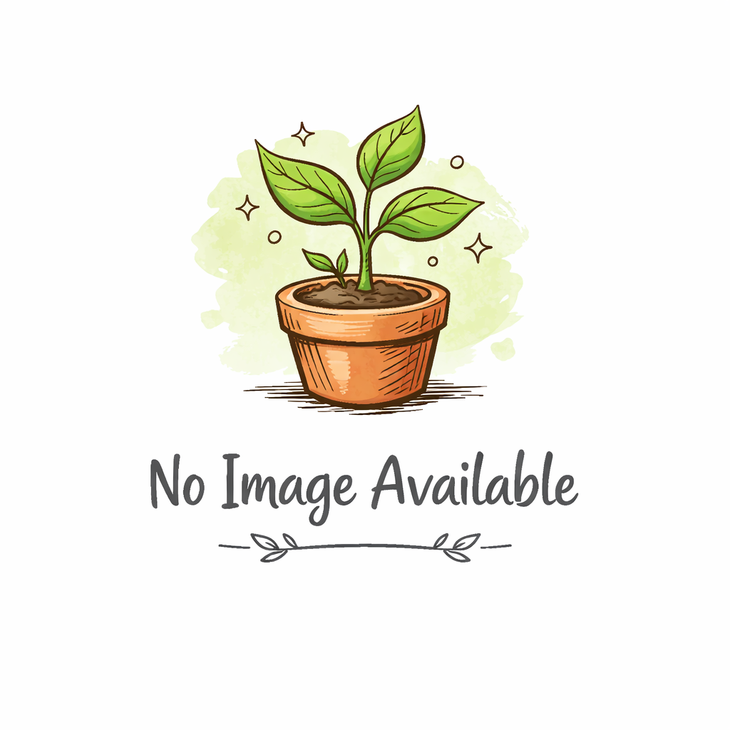 Monstera Deliciosa (pot 14cm)