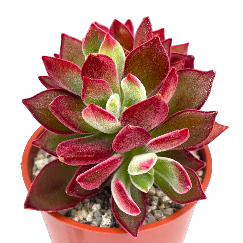 Echeveria pulvinata 'Devotion'