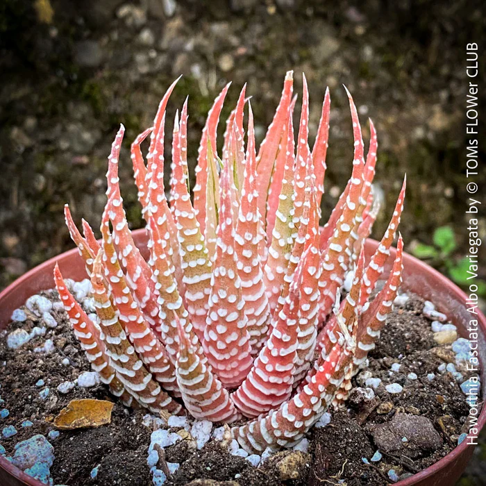 Haworthia Fasciata