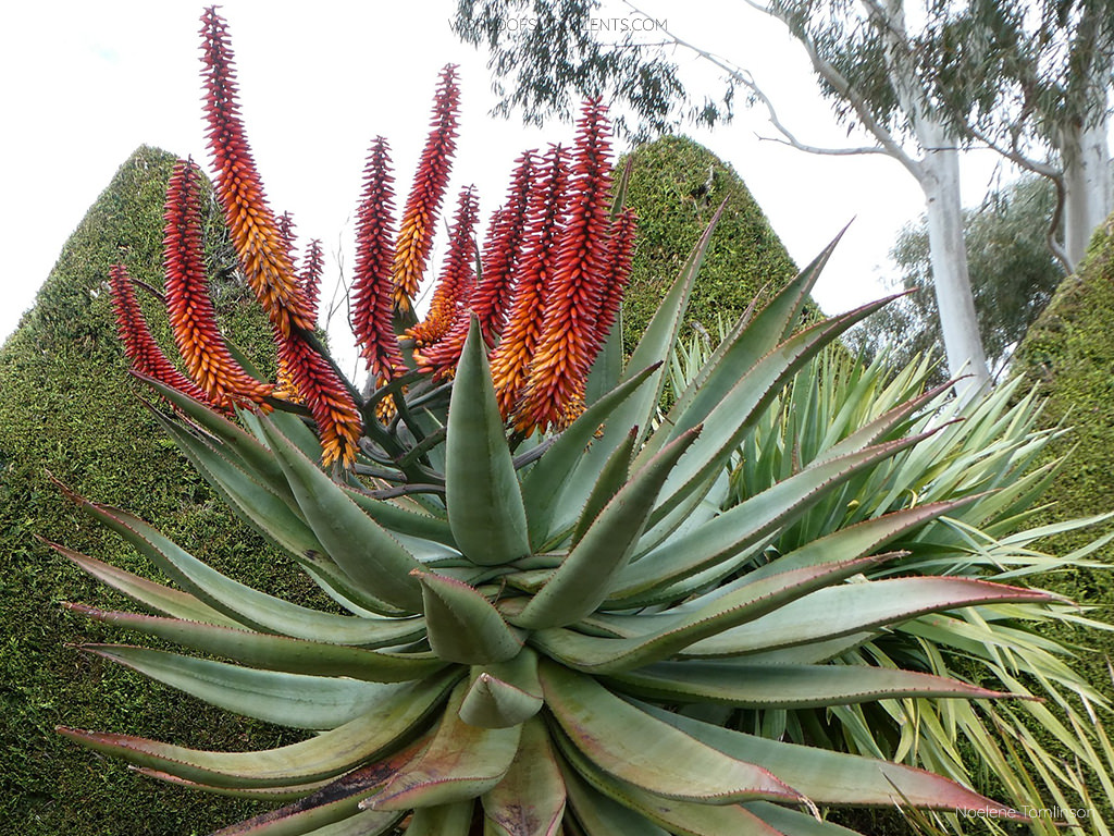 Aloe Vera (pot 12cm)