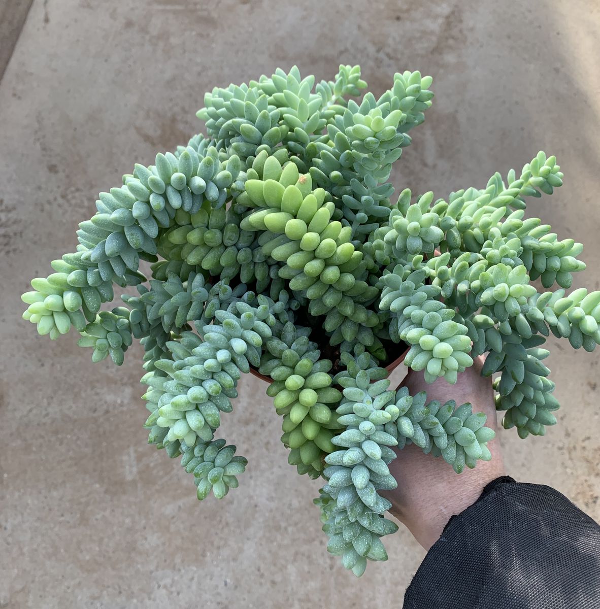 Sedum Morganianum